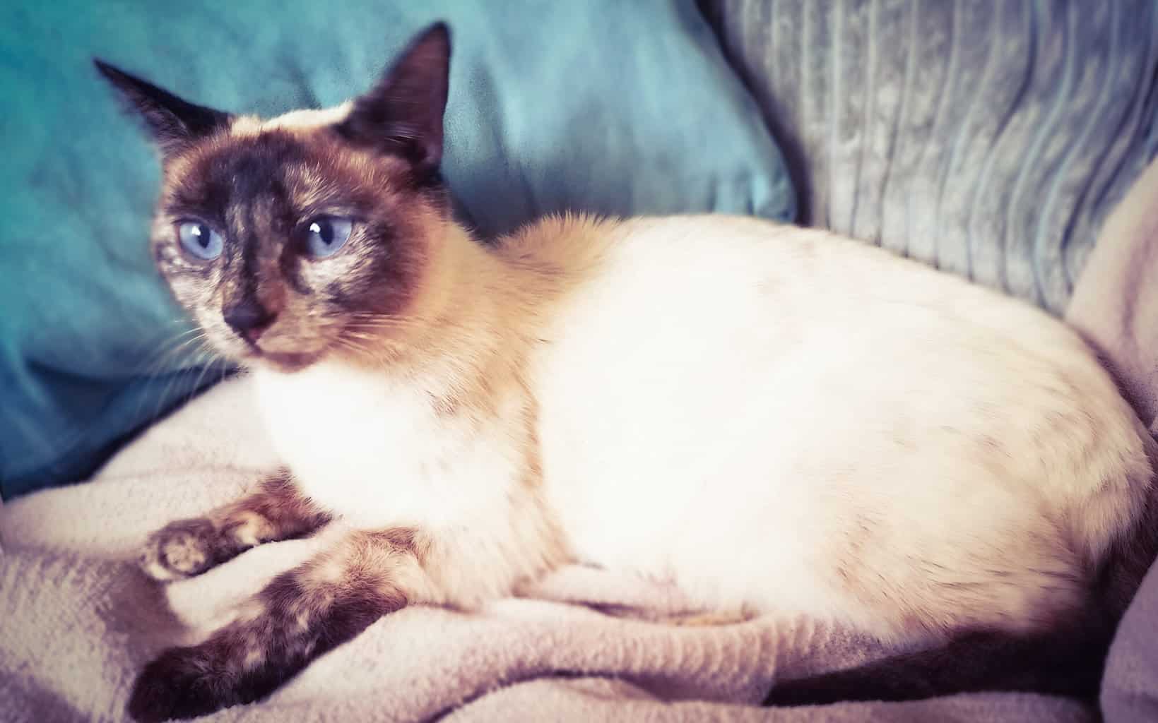 Tortiepoint Siamese cat