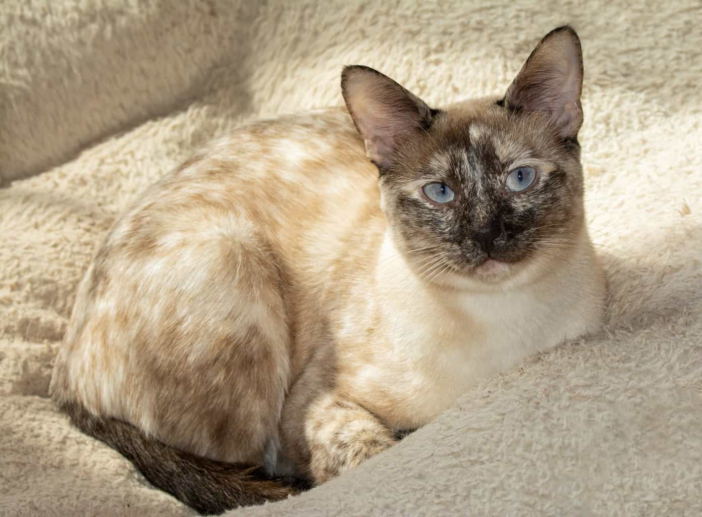 Discover What Tortiepoint Siamese Cats Are