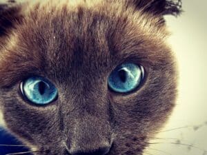 Siamese cat blue eyes