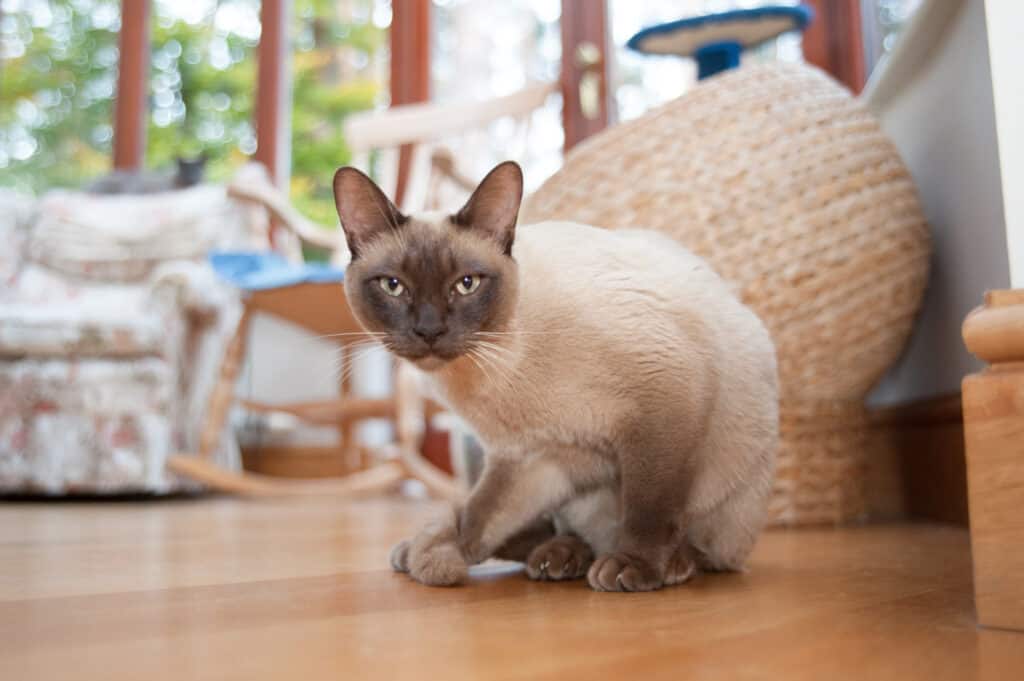 tonkinese cat versus siamese cat