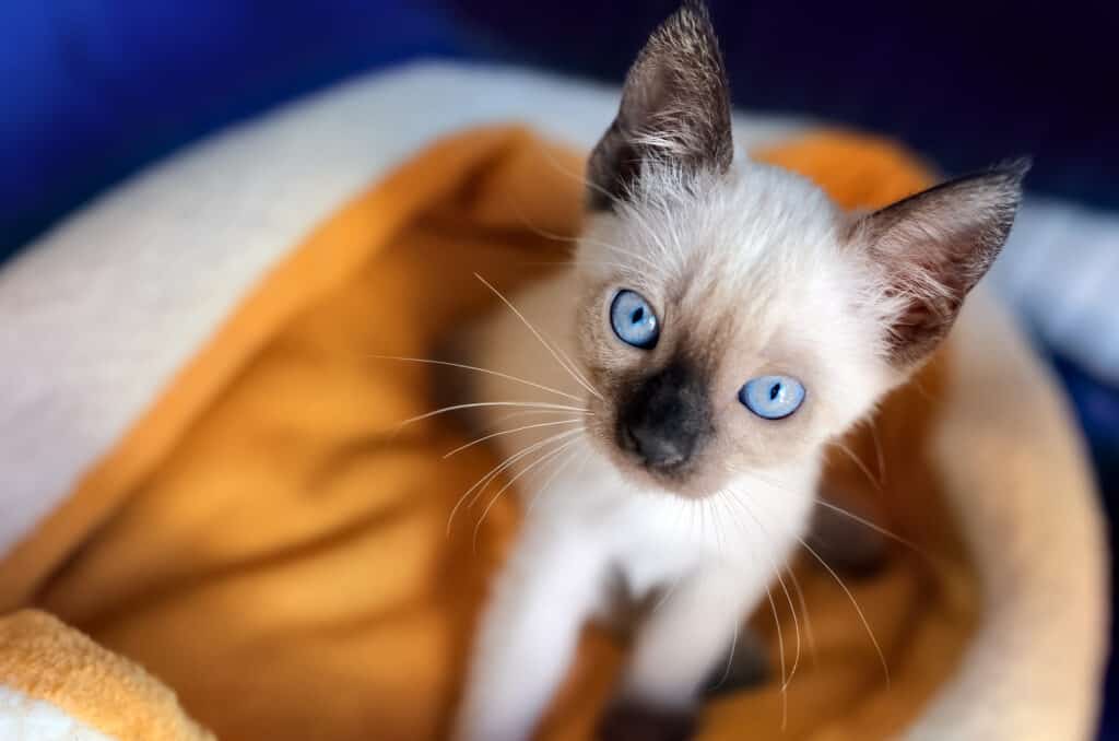 siamese kitten in a blanket