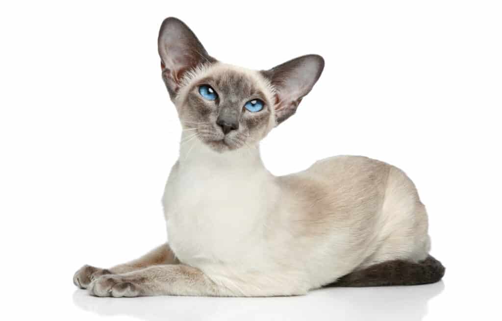 wedgehead siamese cat versus traditional siamese cat - appearance of a wedghead siamese cat