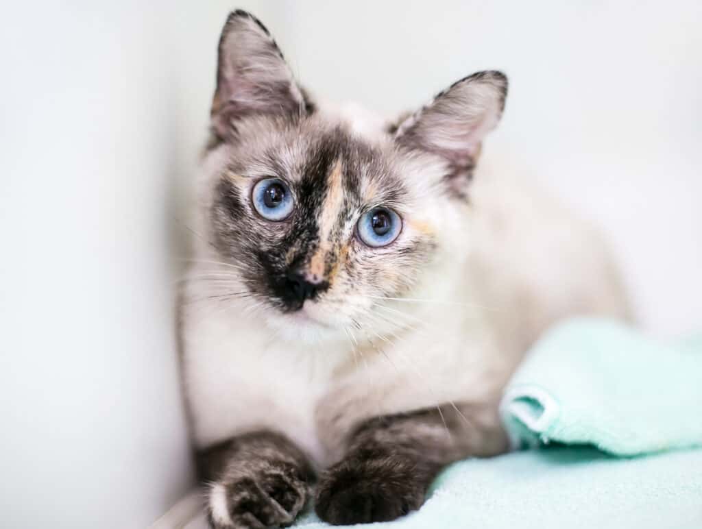 what is a tortiepoint siamese cat