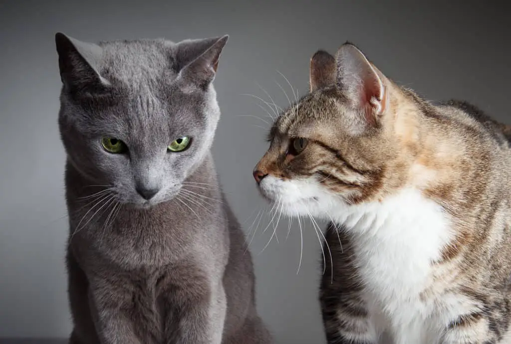 russian blue cat meeting other cat