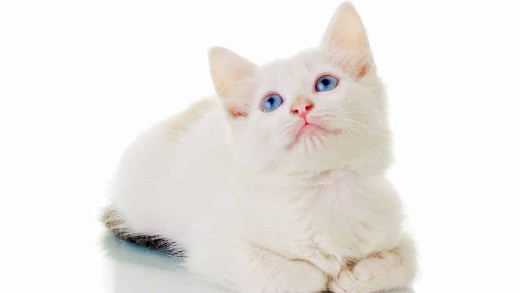 white cat blue eyes