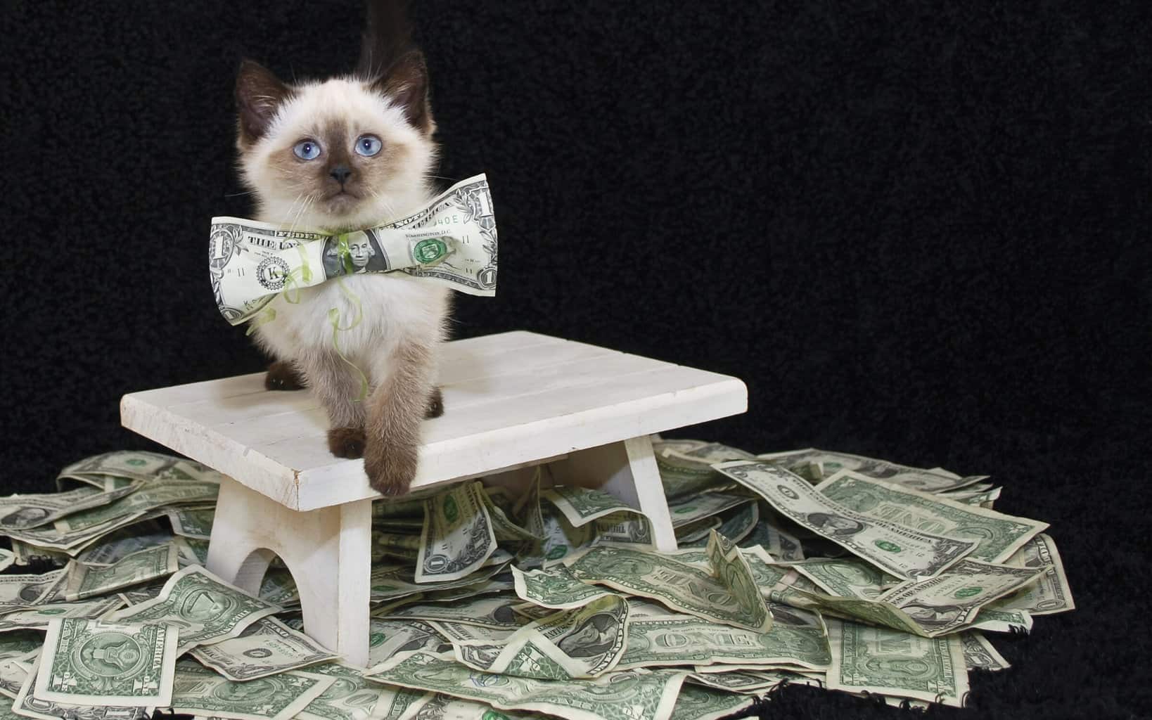 siamese kitten on a pile of money