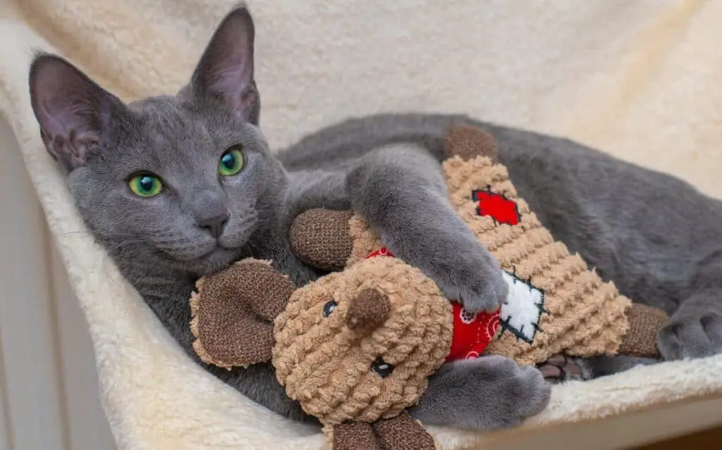 Russian blue kitten with toy