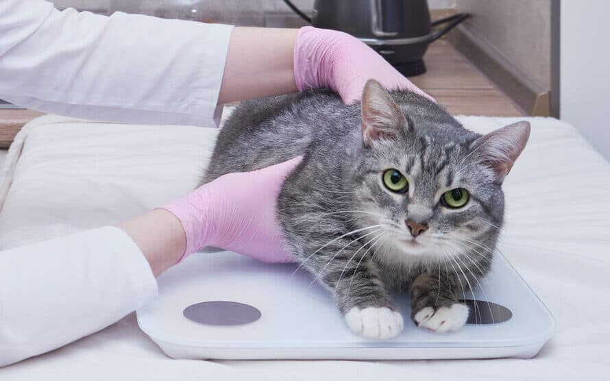 weighing a cat