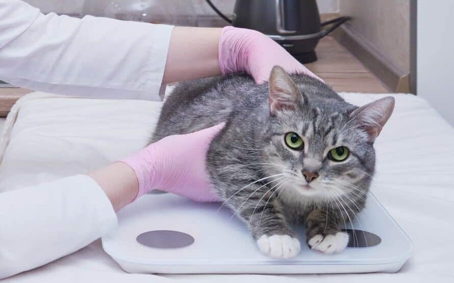 weighing a cat