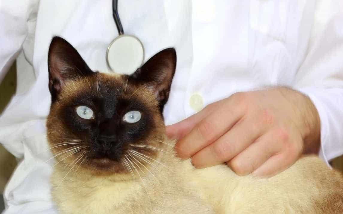 how much does a siamese cat cost - siamese cat at vet