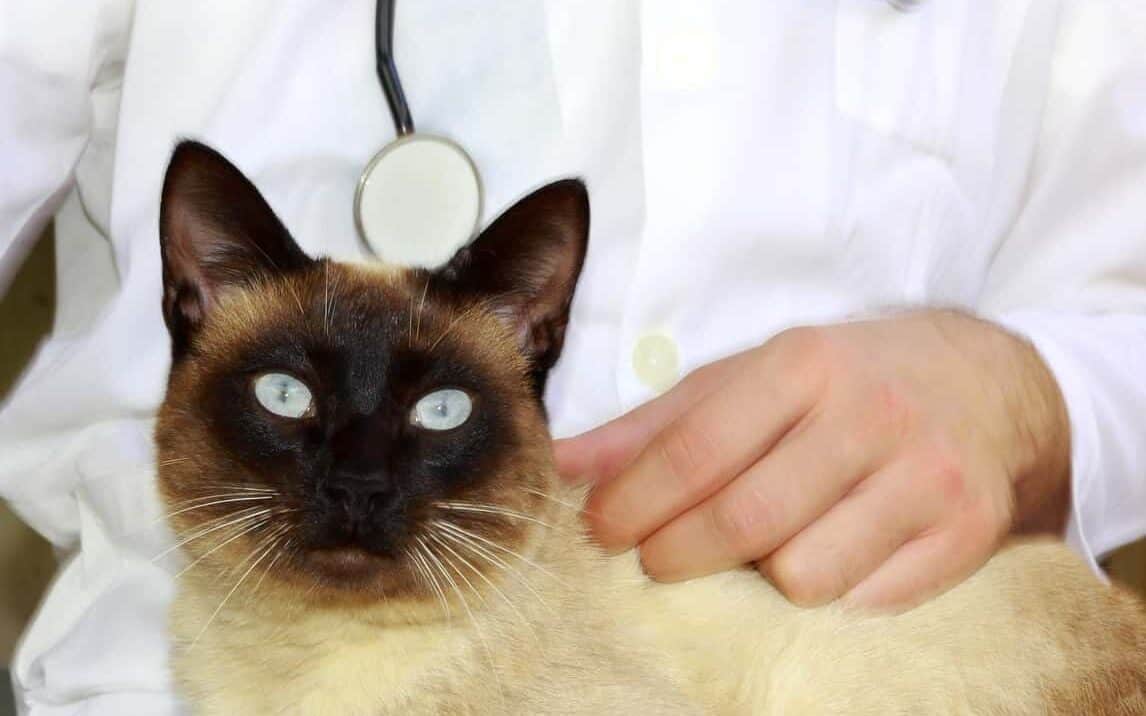 siamese cat at vet