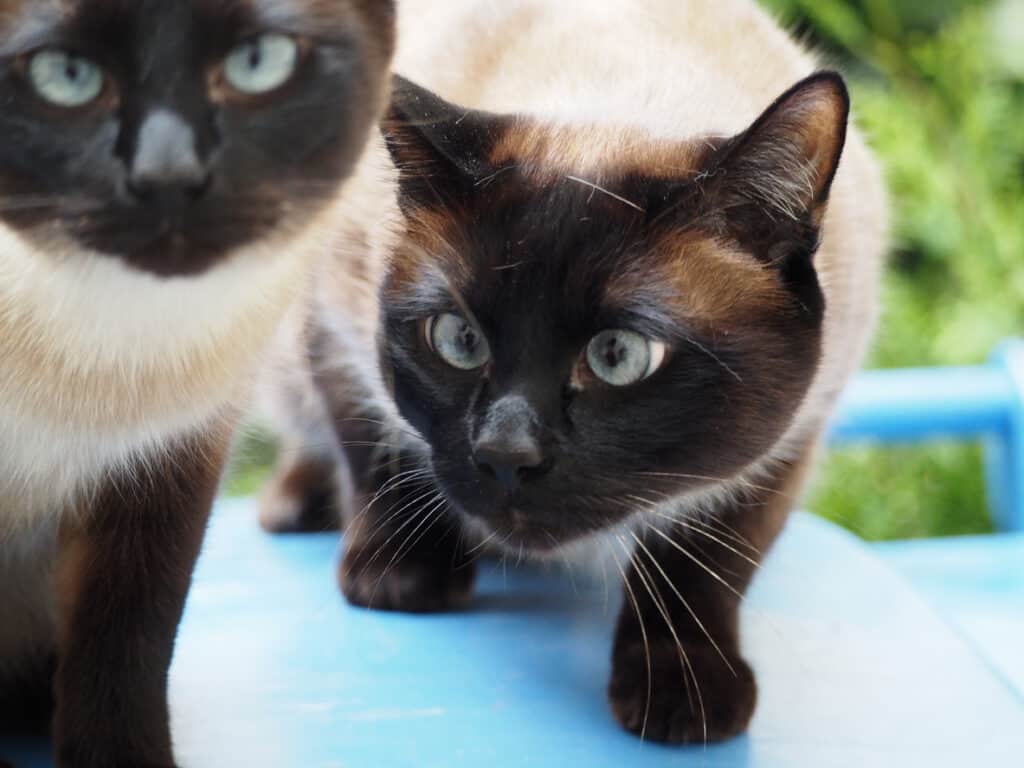 cross-eyed siamese cat