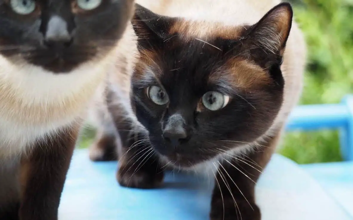 cross-eyed siamese cat