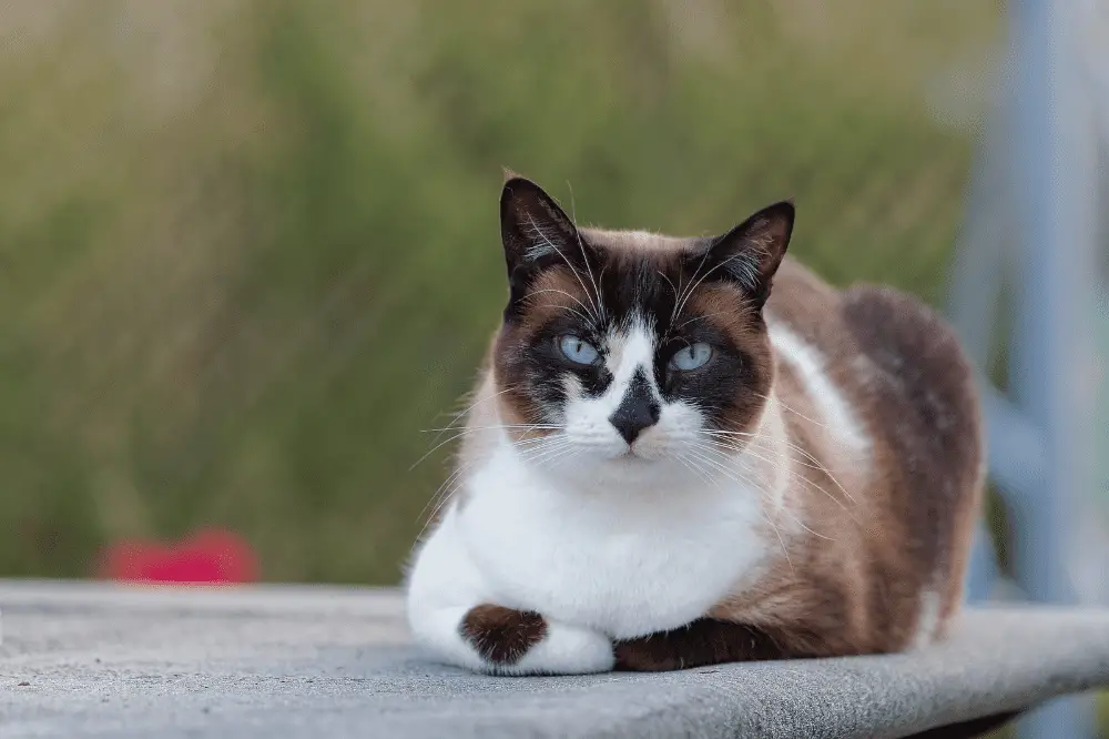 snowshoe siamese