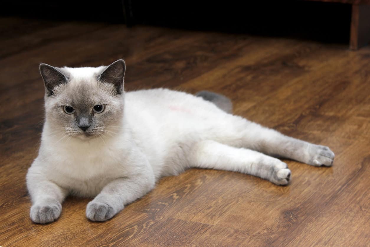 Lilac Point Siamese Cats – A Comprehensive Overview