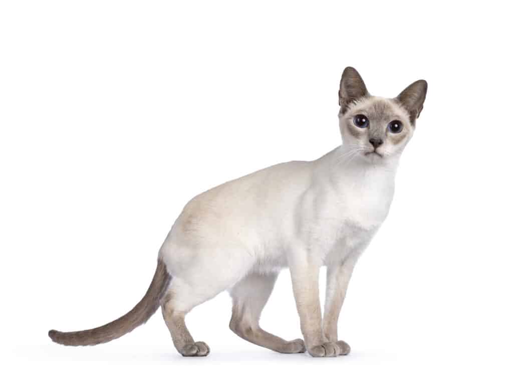 lilac point siamese cat