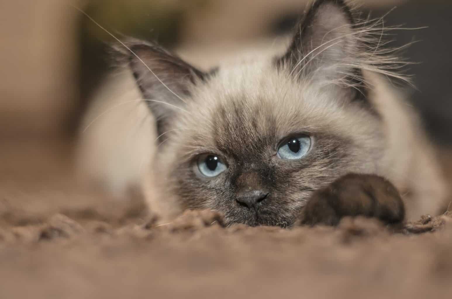 3 Reasons Why Your Siamese Cat Is Not Affectionate – How to Fix it?