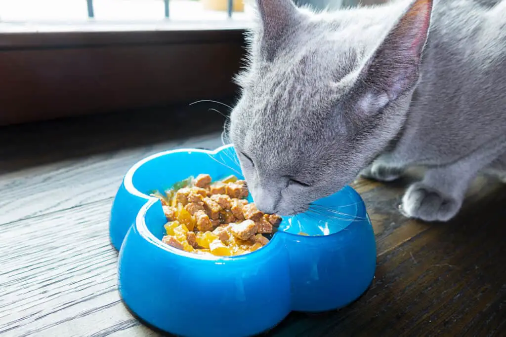 do russian blue cats get fat? Russian blue cat eating from a bowl