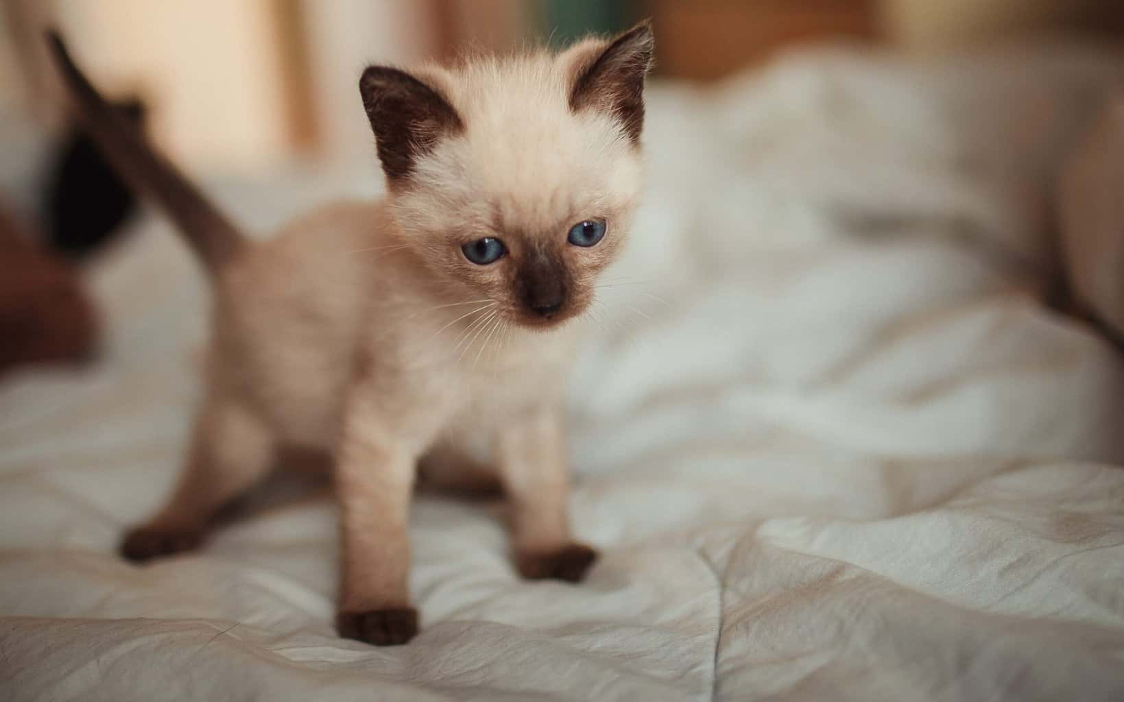 Siamese kitten - Siamese cat growth timeline