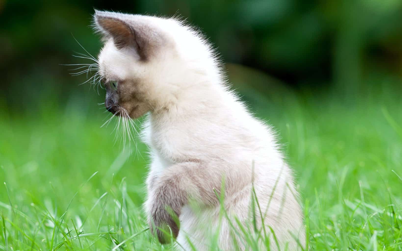 siamese kitten in the grass