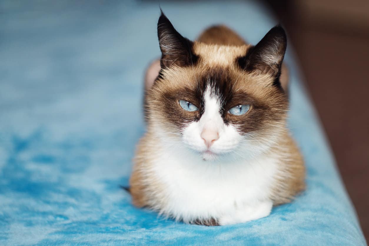 What Is a Snowshoe Siamese Cat?